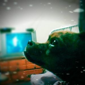 Meet your Posher, Nick